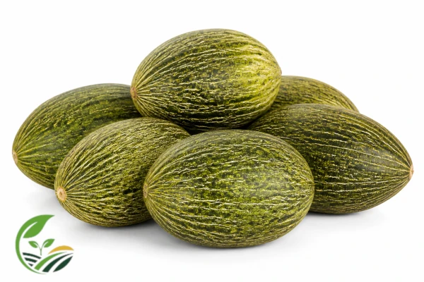 Fresh Egyptian melon