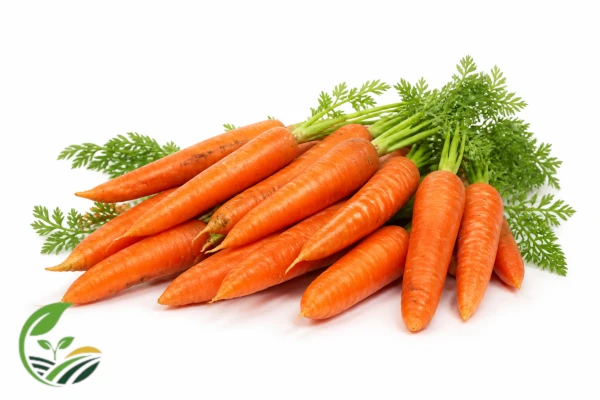 Fresh Egyptian carrots